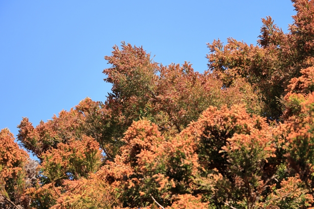 花粉×乾燥のダブルパンチから守る、3月のための肌防衛美容